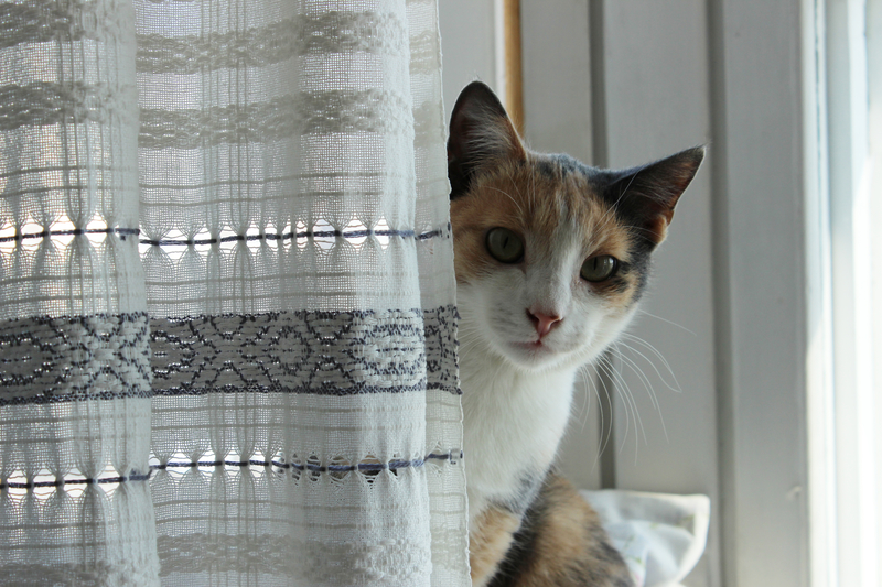 Cat behind curtain